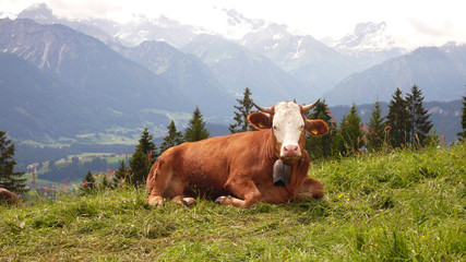 Kuh im Allg&auml;u