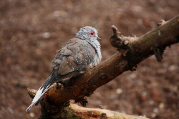 Diamanttäubchen
