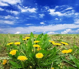 dandelions in a summer field