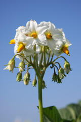Obraz premium Kartoffelblüte