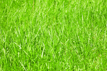 grass background