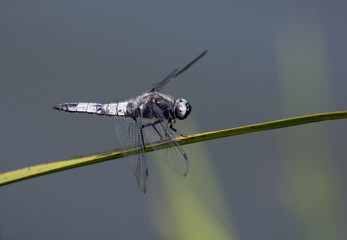 Libellule posée