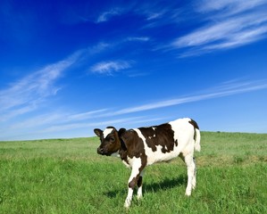 calf on a pasture