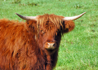 Highland cattle