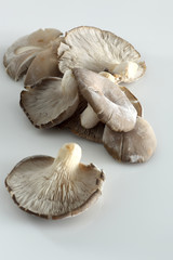 Austernpilze auf weiss