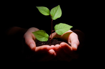 hands soil and plant showing growth