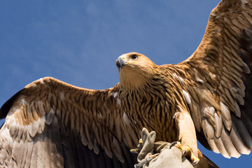 eagle flying over blue sky
