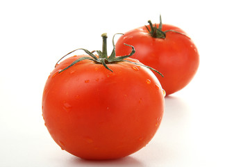 tomtes sur fond blanc