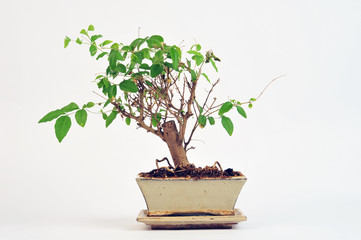 bonsai