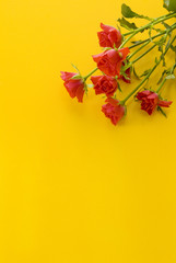 Obraz premium バラ