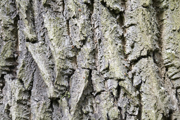 Tree trunk