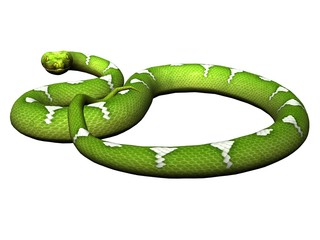 Defending green python