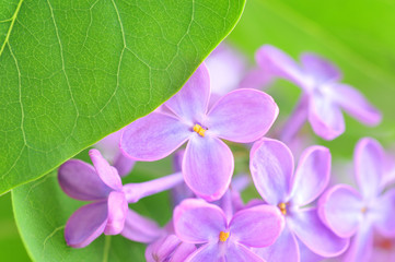 Naklejka na ściany i meble lilac flower