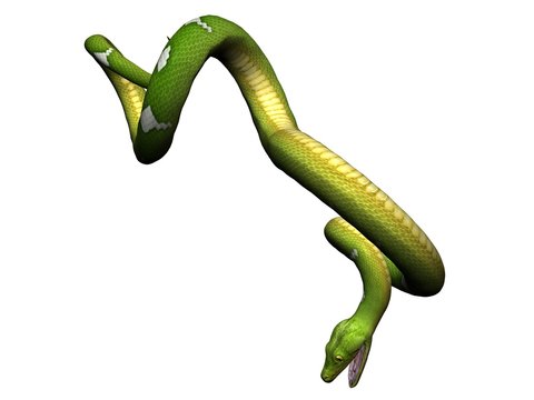 Hanging green python