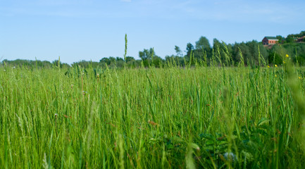 Green grass and blue sky