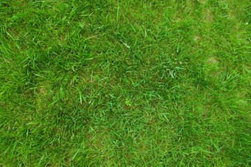 grass texture