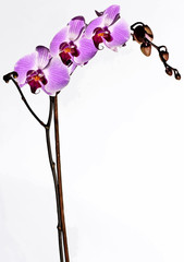 orchidea © giacomarco