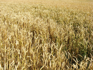 Golden wheat ears before the harvest and sky