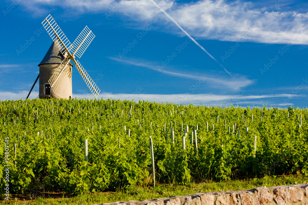 Sticker vineyards with windmill, chénas, beaujolais, burgundy, france