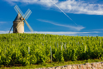 vineyards with windmill, Chénas, Beaujolais, Burgundy, France