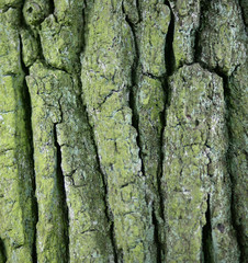 Lichen on bark