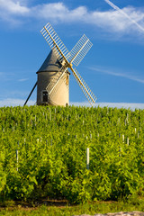vineyards with windmill, Ch&eacute;nas, Beaujolais, Burgundy, France