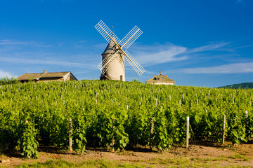 vineyards with windmill,  Chénas, Beaujolais, Burgundy, France - obrazy, fototapety, plakaty