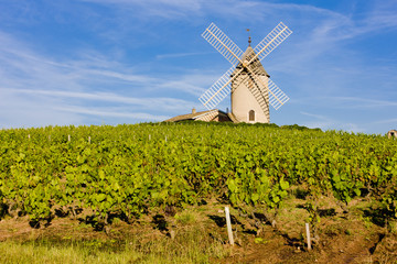 vineyards with windmill near Ch&eacute;nas, Beaujolais, France