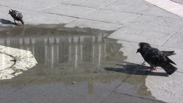 Pidgeons in Saint Mark Square, Venice