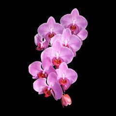 Fototapeta na wymiar Orchid Rose