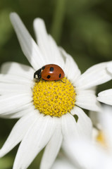 Obraz premium white daisy with ladybird