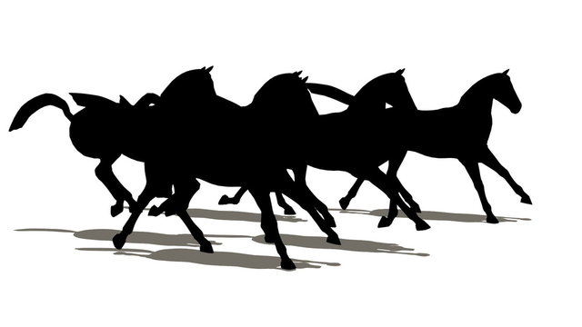 Many horses silhouette