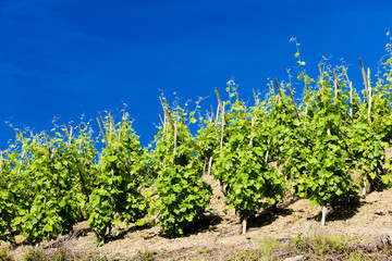 Fototapeta na wymiar grand cru vineyard, Côte Rotie, Rhône-Alpes, France