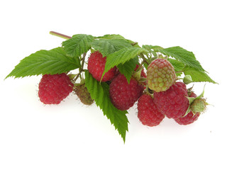 Branch with ripe and ripening raspberries