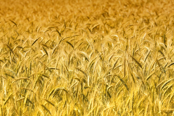 wheat background