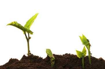 seedlings in soil