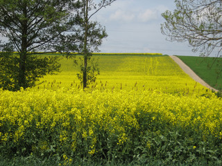 Obraz premium rapsfelder