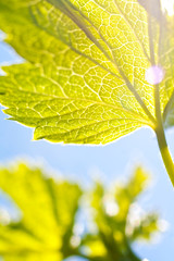 Das Leben ist sch&ouml;n!!!