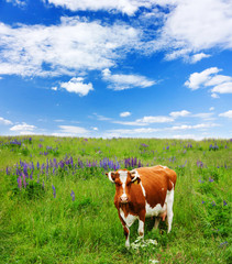 cows eat grass on the field