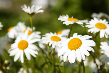 Fototapeta na wymiar Margeritten,Blumen