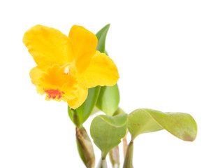 bright yellow Cattleya orchid, isolated on white