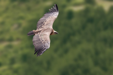 vautour rapace oiseau drôme baronnies plume planer peur rémuzat