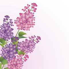 Bouquet of lilac blossoms