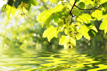 Ahorn im Sonnenschein