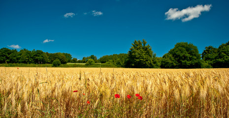 Bl&eacute;s et coquelicots, Haute-Sa&ocirc;ne