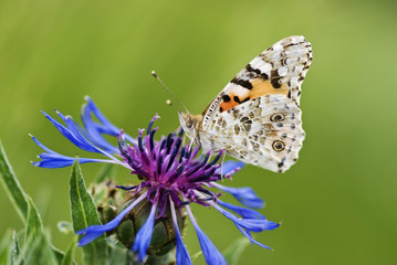 profilo di farfalla su fiore blu