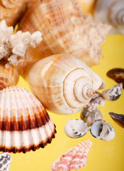Seashells