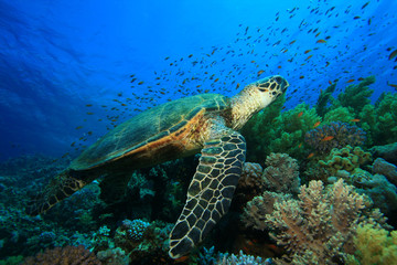 Obraz premium Hawksbill Turtle (Eretmochelys imbricata)