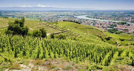 grand cru vineyard, Tain-L&acute;Hermitage, Rh&ocirc;ne-Alpes, France