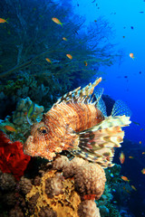Lionfish and coral